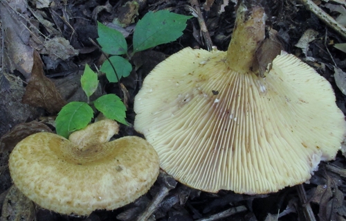 Lactarius romagnesii image