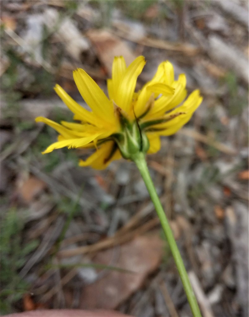 Gelasia hirsuta