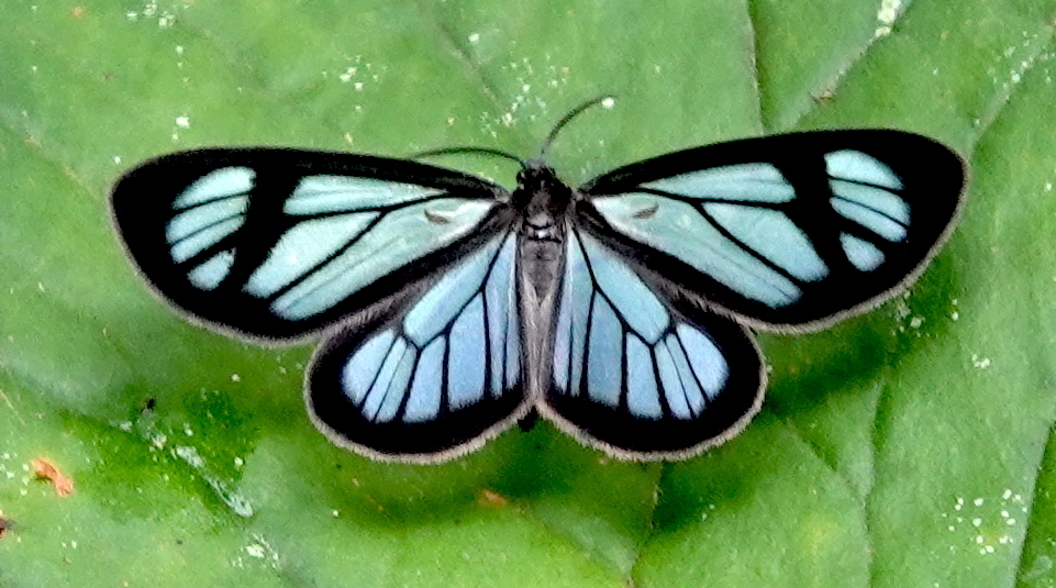 Locha hyalina