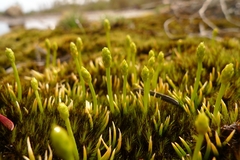 Phylloglossum drummondii