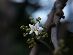 Ehretia laevis