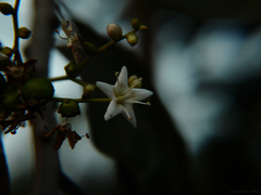 Ehretia laevis