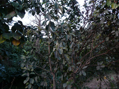 Ehretia laevis