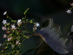 Ehretia laevis