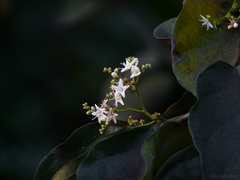 Ehretia laevis