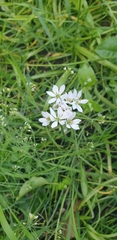 Allium trifoliatum
