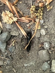 Dinothenarus badipes