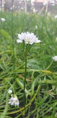 Allium trifoliatum