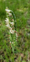 Spiranthes vernalis image