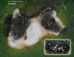 Diplochorella colensoi