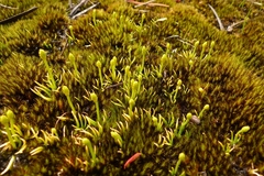 Phylloglossum drummondii