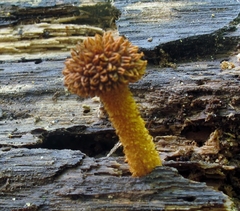 Phaeomarasmius