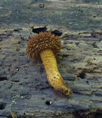 Phaeomarasmius