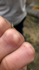 Polydrusus pterygomalis