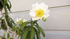 Carpenteria