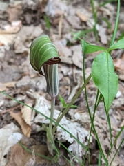 Arisaema triphyllum