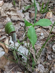 Arisaema triphyllum