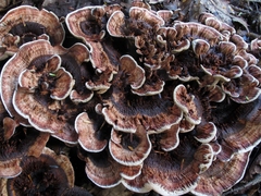 Hydnellum scrobiculatum