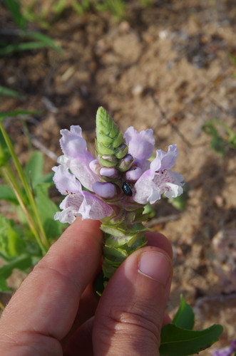 Image of Brazoria enquistii by (c) Eric Knight, some rights reserved (CC BY)