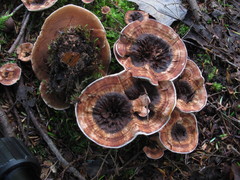 Hydnellum scrobiculatum