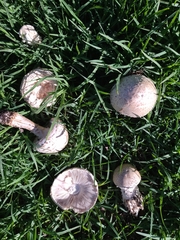 Saproamanita foetidissima