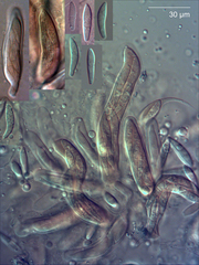 Diplochorella colensoi