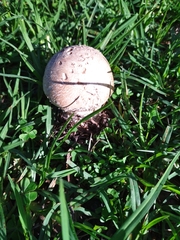 Saproamanita foetidissima
