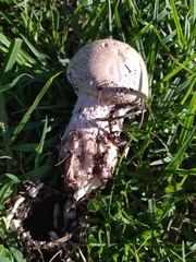 Saproamanita foetidissima