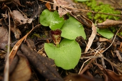 Corybas despectans