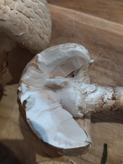 Saproamanita foetidissima