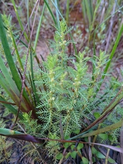 Proserpinaca pectinata