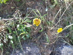 Lepidophorum repandum