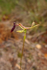 Drakaea