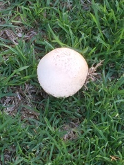 Saproamanita foetidissima