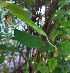 Bauhinia acuminata