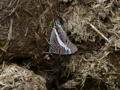 Charaxes saturnus