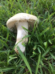 Saproamanita foetidissima