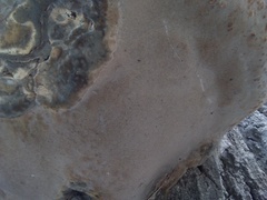 Phellinus populicola