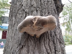 Phellinus populicola