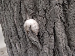Phellinus populicola