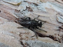 Andrenosomatini