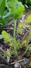 Foeniculum vulgare