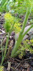 Foeniculum vulgare