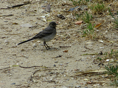Motacilla alba