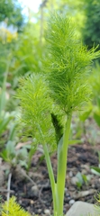 Foeniculum vulgare