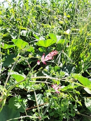 Fumaria bastardii