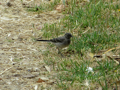 Motacilla alba