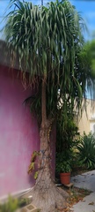 Beaucarnea
