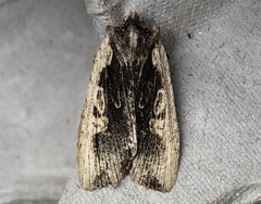 Lithophane hemina