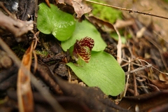 Corybas despectans
